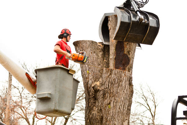 Best Emergency Tree Removal  in Byron Center, MI